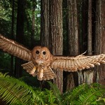 Redwoods owl