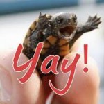 Happy Turtle