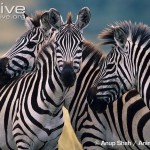 Zebra Social Interaction