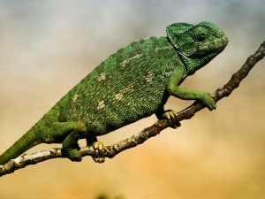 Exotic animal - Lizzard