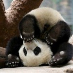 Panda upside down