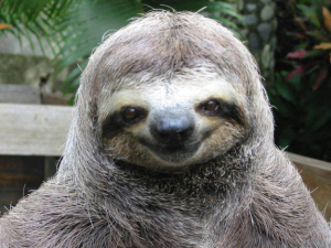 The Sloth in Action