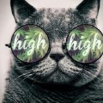 This Cat is High!